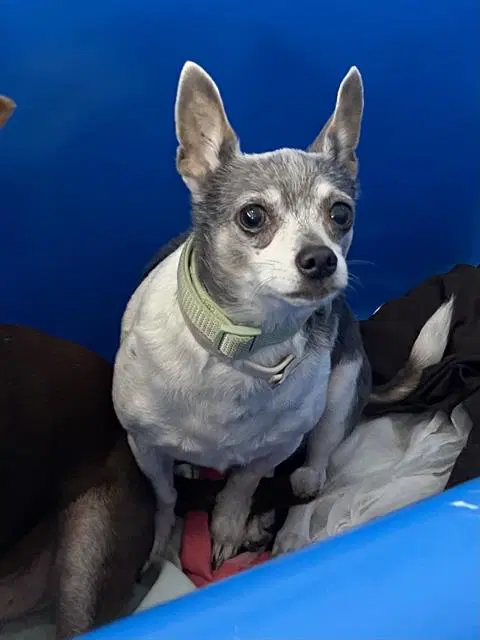 Dingo - Chihuahua
