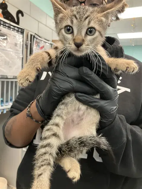Moon - Domestic Short Hair
