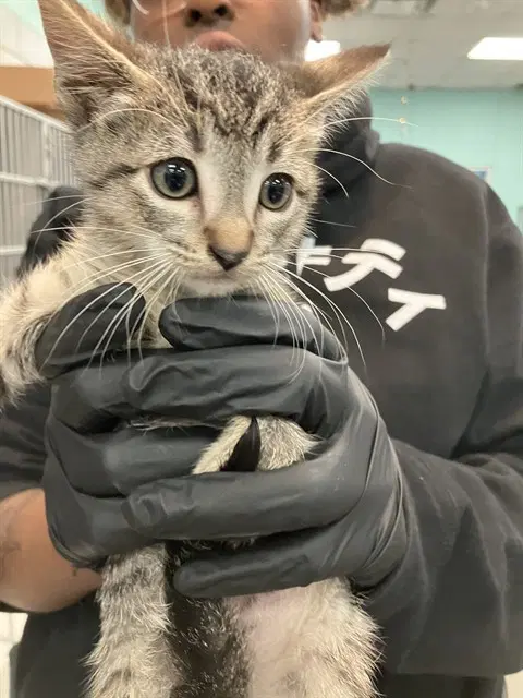Clouds - Domestic Short Hair