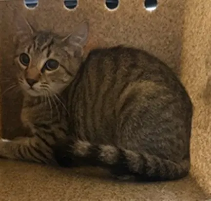 N Madison - Domestic Short Hair