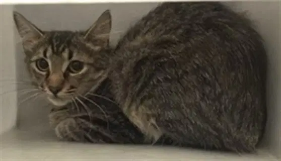 N Madison - Domestic Short Hair