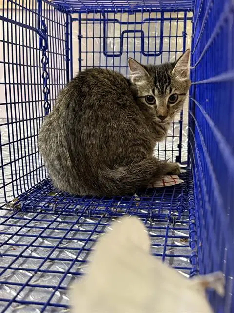 N Madison - Domestic Short Hair