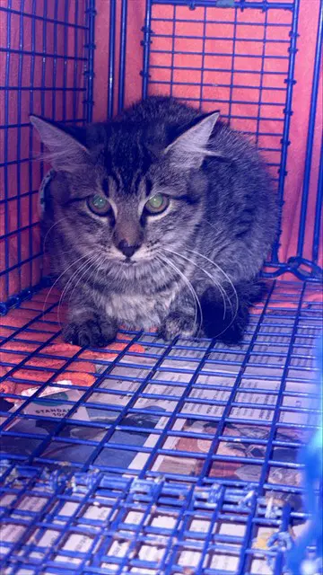 Madison - Domestic Short Hair