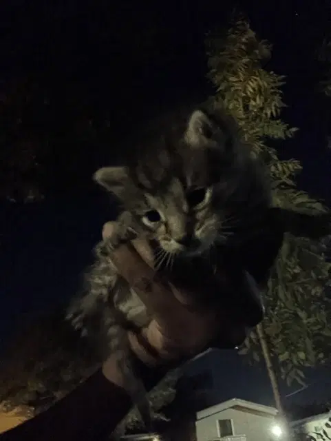 Fish - Domestic Short Hair