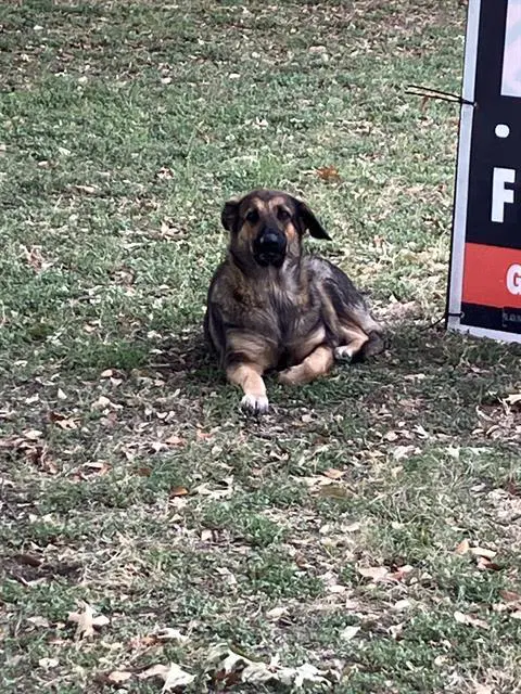 Gina - German Shepherd Dog
