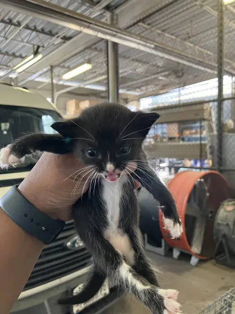 Piper - Domestic Short Hair