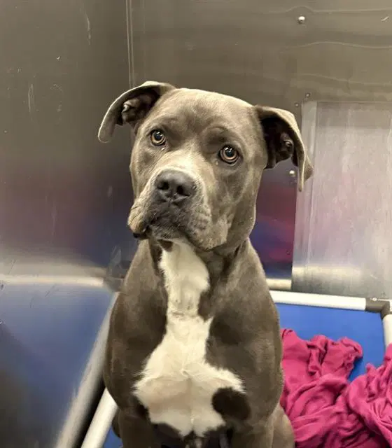 Homie - Pit Bull Terrier