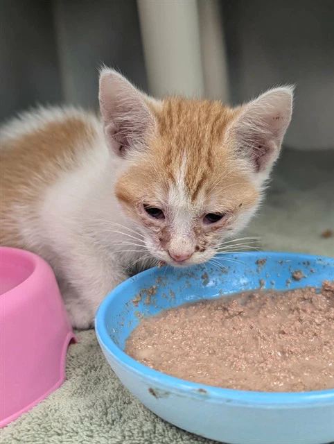 Ginger