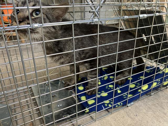 STRAY DSH