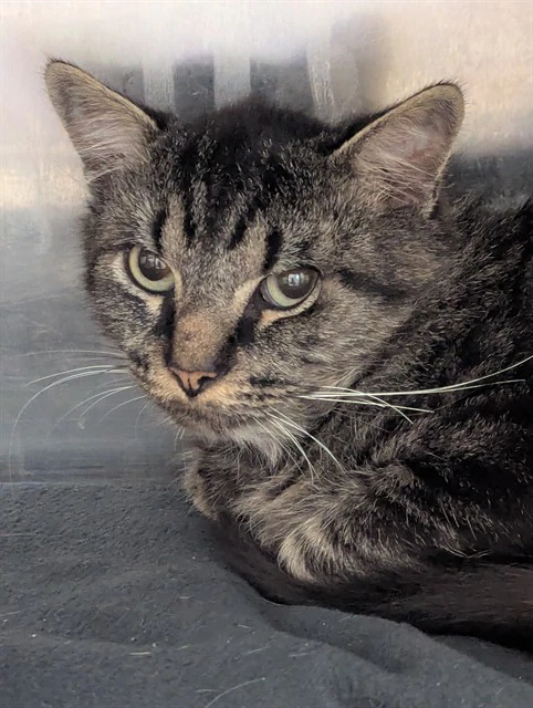 Stray Dsh