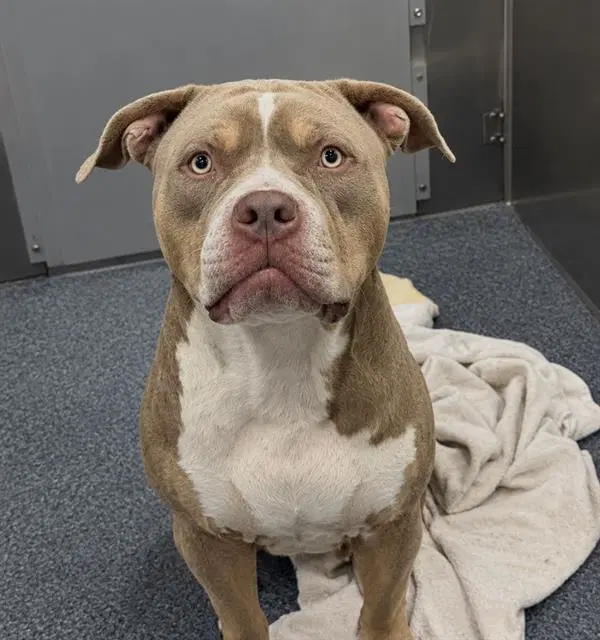 Kane - Pit Bull Terrier