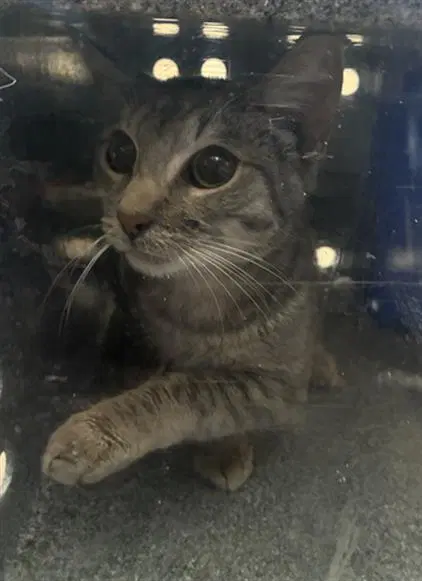 Chippy - Domestic Short Hair