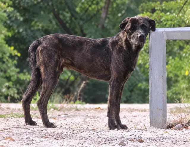 Jojo - Cane Corso Mastiff