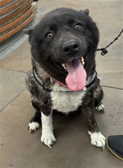 Socksy - Akita