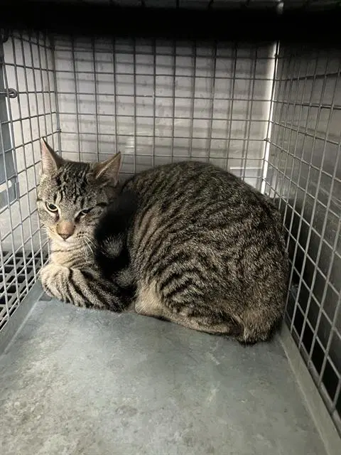 Jerry - Domestic Short Hair