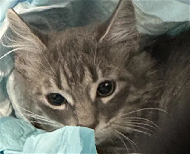 Ridoc image 1