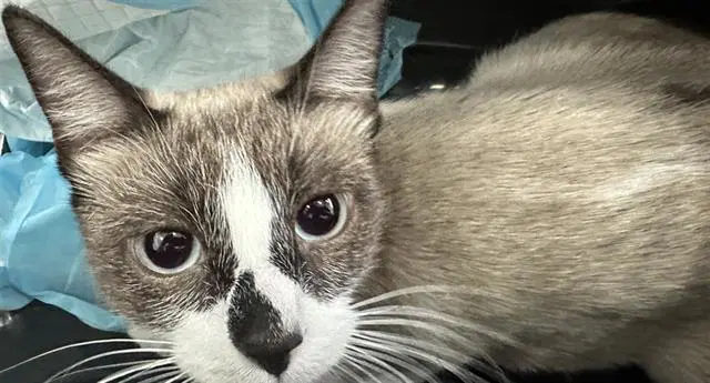 Dolly - Domestic Short Hair