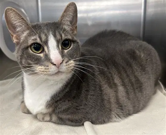 Louie - Domestic Short Hair
