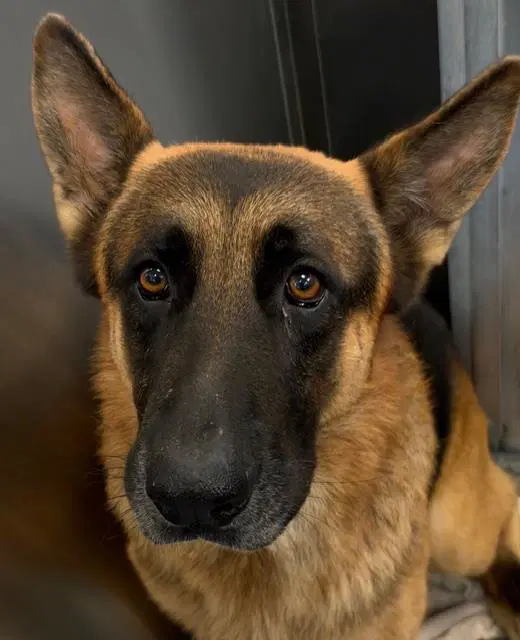 Cliff - German Shepherd Dog