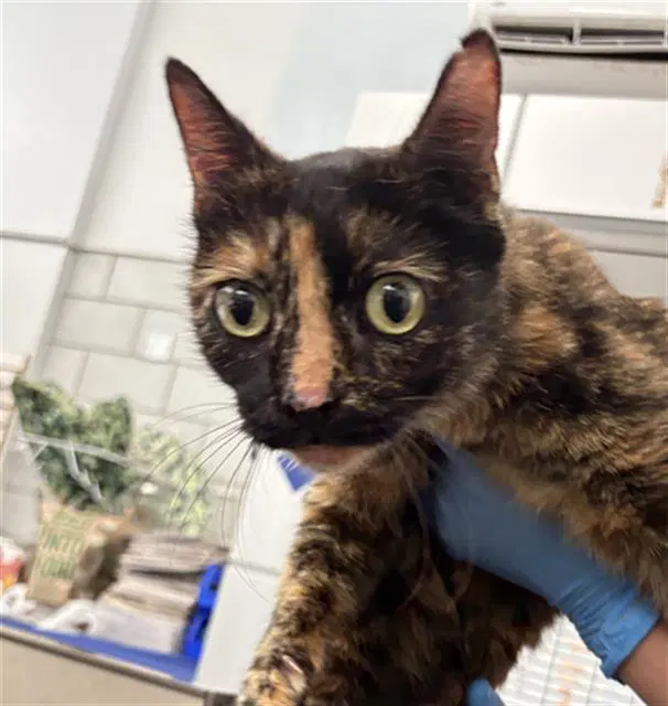 Ash - Domestic Short Hair