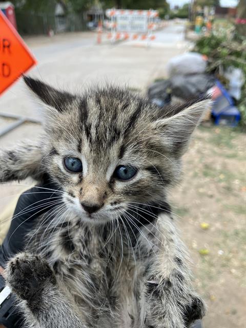 Tom