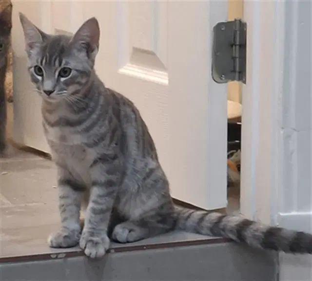 Robby - Domestic Short Hair