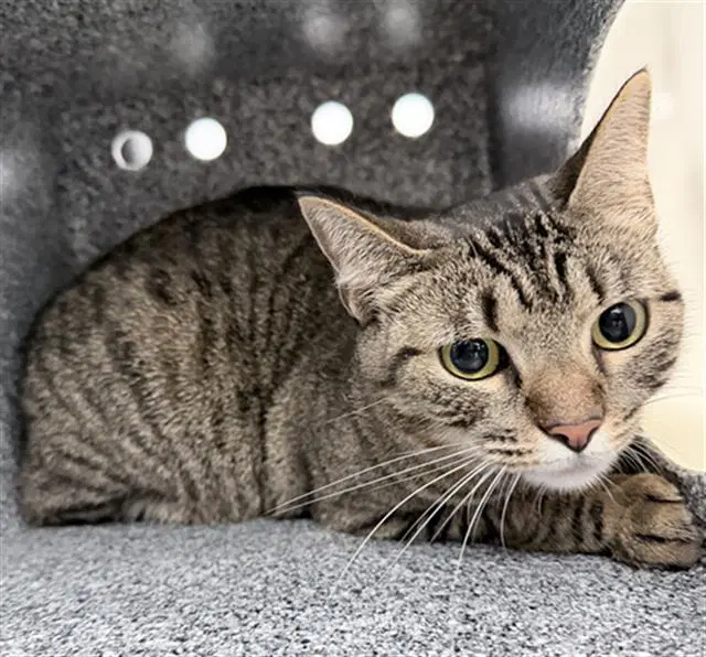 Pickles - Domestic Short Hair