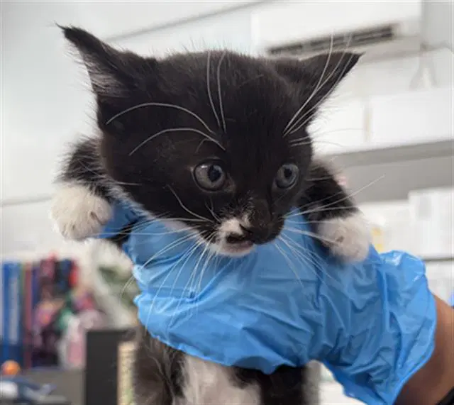 Ripley - Domestic Short Hair