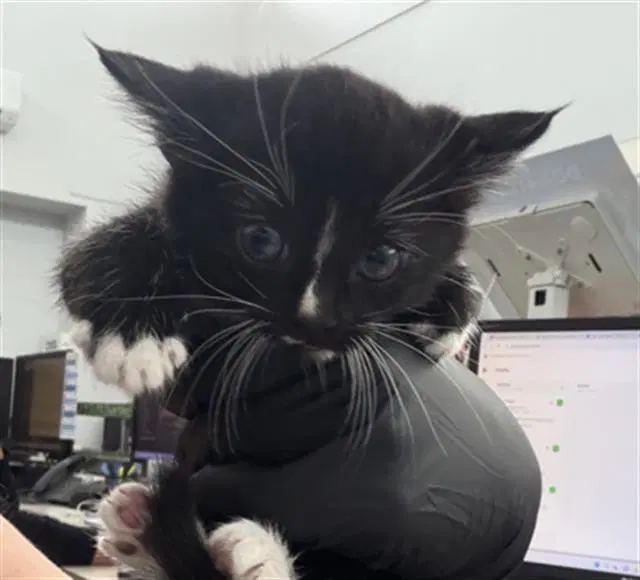 Burton - Domestic Short Hair