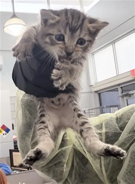 Astra - Domestic Short Hair