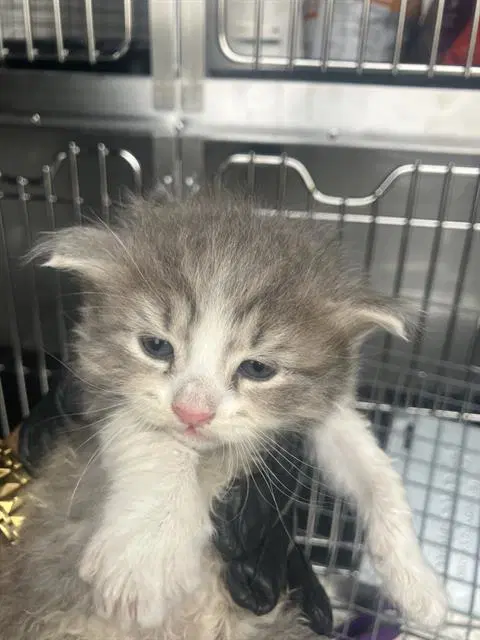Kelly - Domestic Short Hair