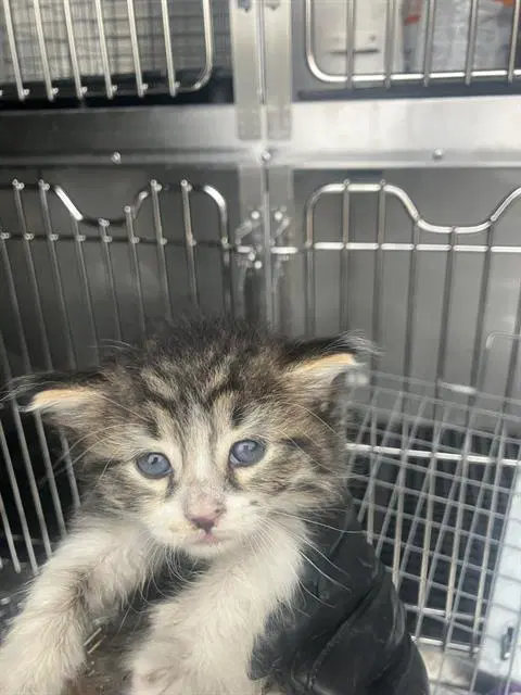 Melly - Domestic Short Hair