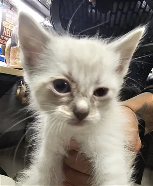 Asher - Domestic Short Hair