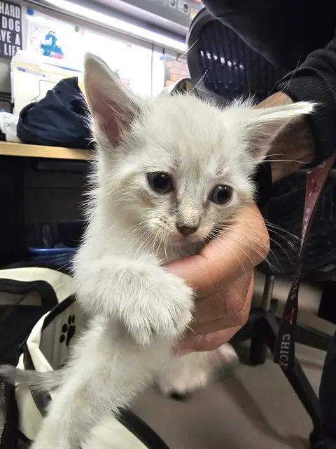 Cameron - Domestic Short Hair