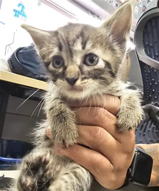 Harper - Domestic Short Hair
