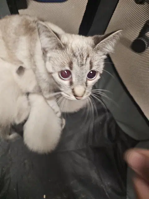 Teresa - Domestic Short Hair