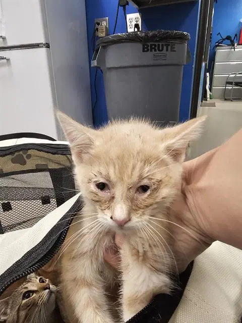 Kerfuffle - Domestic Short Hair