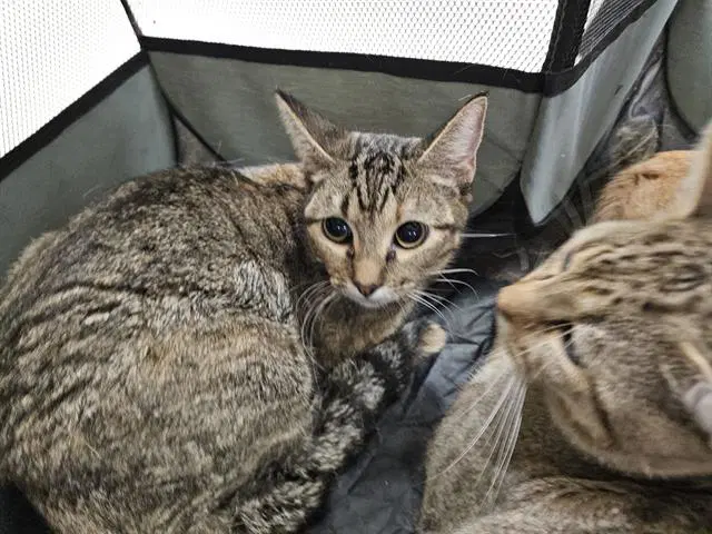 Toasty - Domestic Short Hair