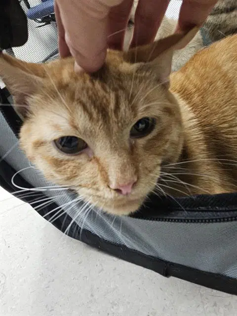 Satsuma - Domestic Short Hair