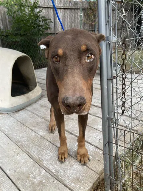 Ace - Doberman Pinscher