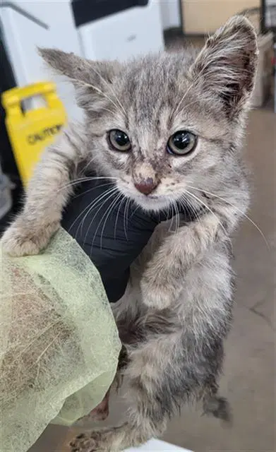 Chip - Domestic Medium Hair