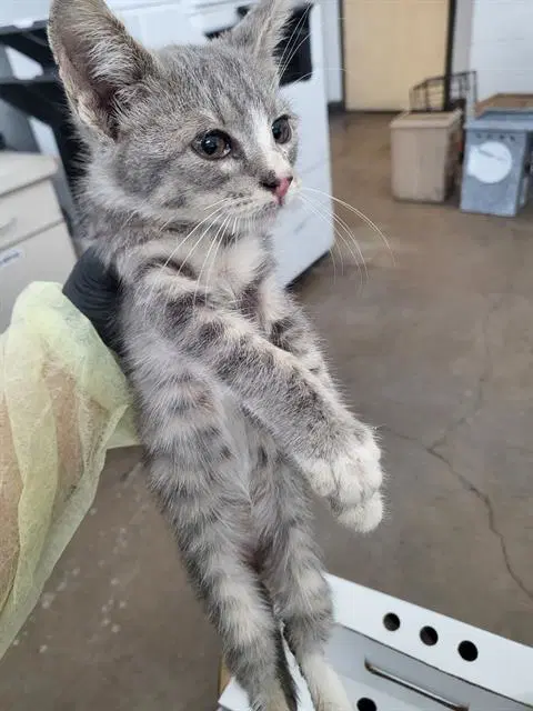 Dale - Domestic Medium Hair