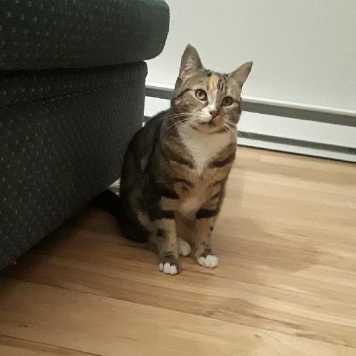 LILY - Domestic Short Hair available for adoption