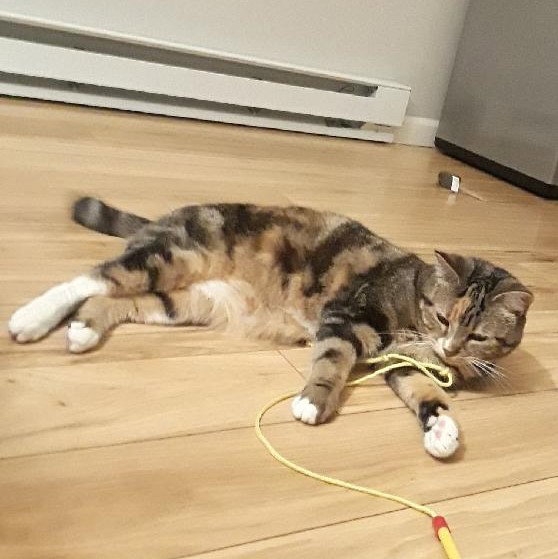 Lily