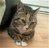 adoptable Cat in , CT named Lily