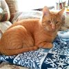 adoptable Cat in naugatuck, CT named Freddy