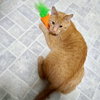 Freddy - Photo 2