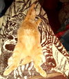 Freddy - Photo 3