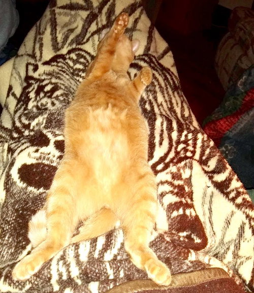 Photo 3 of Freddy
