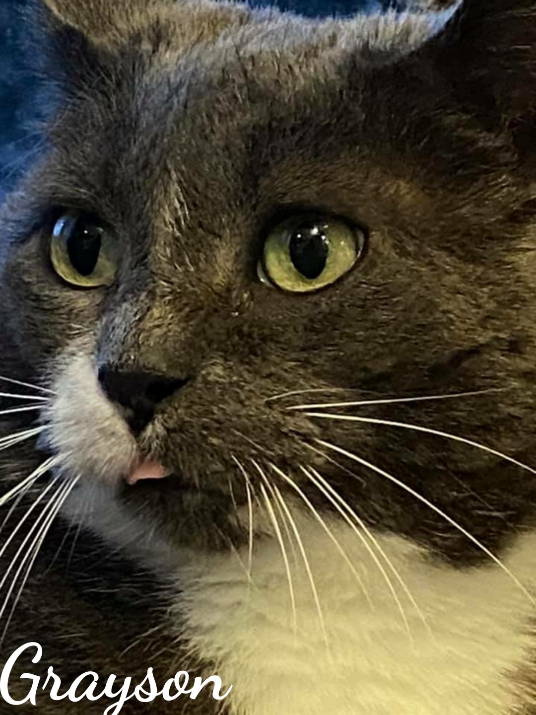 adoptable Cat in Naugatuck, CT named Grayson
